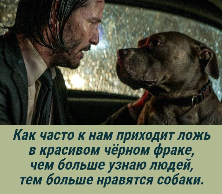 Как часто к нам приходит ложь в красивом чёрном фраке, чем больше узнаю людей, тем больше нравятся собаки.
