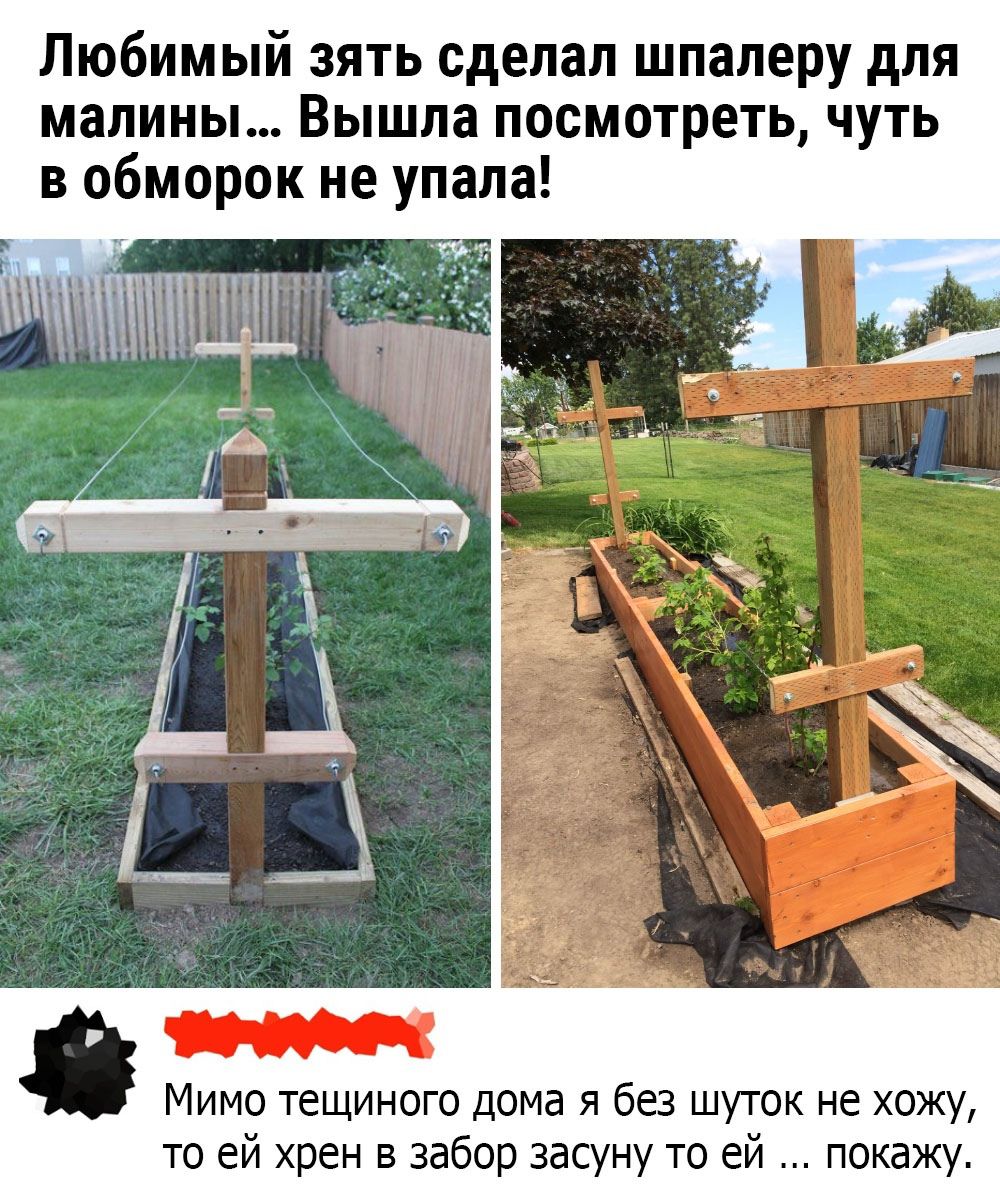 Любимый зять сделал шпалеру для малины... Вышла посмотреть, чуть в обморок не упала! Мимо тещиного дома я без шуток не хожу, с её хрен в забор засуну, то ей ... покажу.