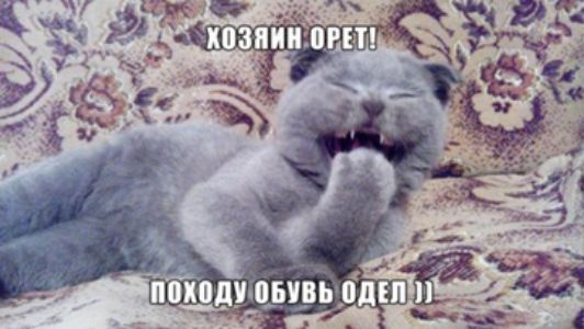 ХОЗЯИН ОРЕТ! ПОХОДУ ОБУВЬ ОДЕЛ :)