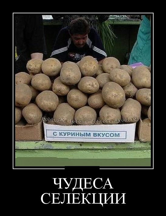 ЧУДЕСА СЕЛЕКЦИИ