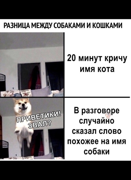 РАЗНИЦА МЕЖДУ СОБАКАМИ И КОШКАМИ Гт 20 минут кричу имя кота В разговоре случайно сказал слово похожее на имя собаки