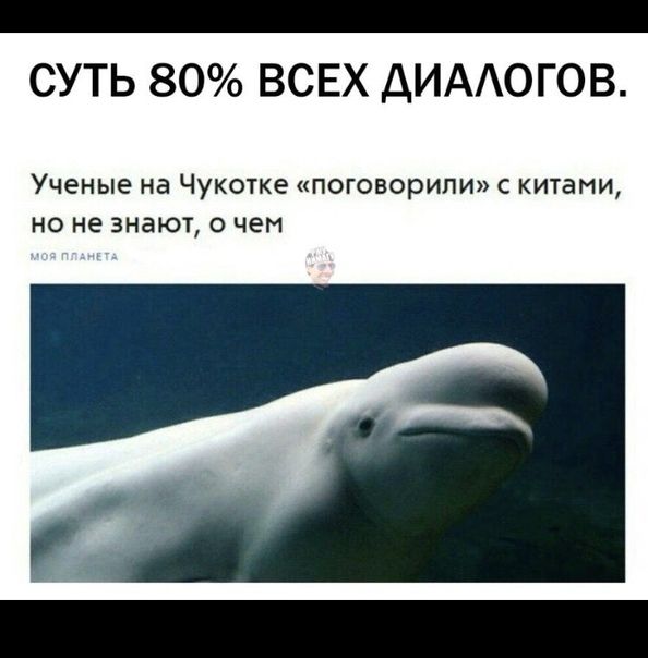 СУТЬ 80 ВСЕХ ДИАОГОВ Ученые на Чукотке поговорили с китами но не знают о чем