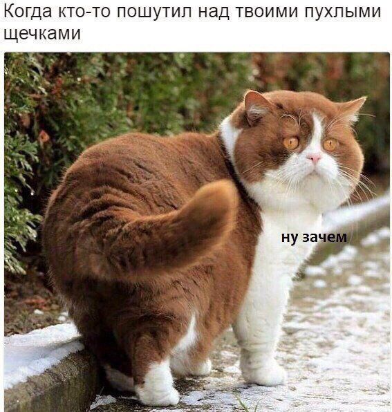 КОГДЭ КТО ТО ПОШУТИП над ТВОИМИ ПУХПЫМИ щечками