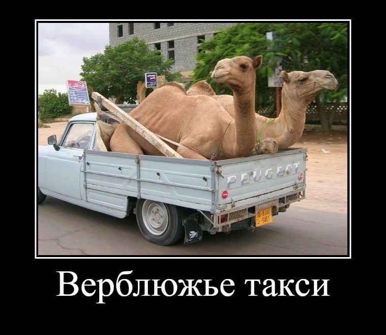 Верблюжье такси