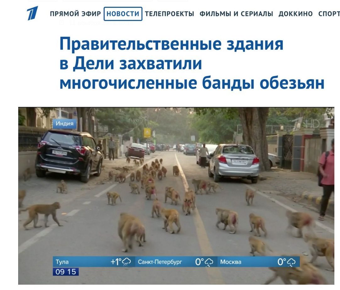 1 ПРЯМОЙ ЭФИР НОВОСТИ ТЕПЕПРОЕКТЫ ФИЛЬМЫИСЕРИАЛЫ ДОККИНО СПОР Правительственные здания в дели захватили многочисленные банды обезьян 1Ф СанктПетербург О Москва