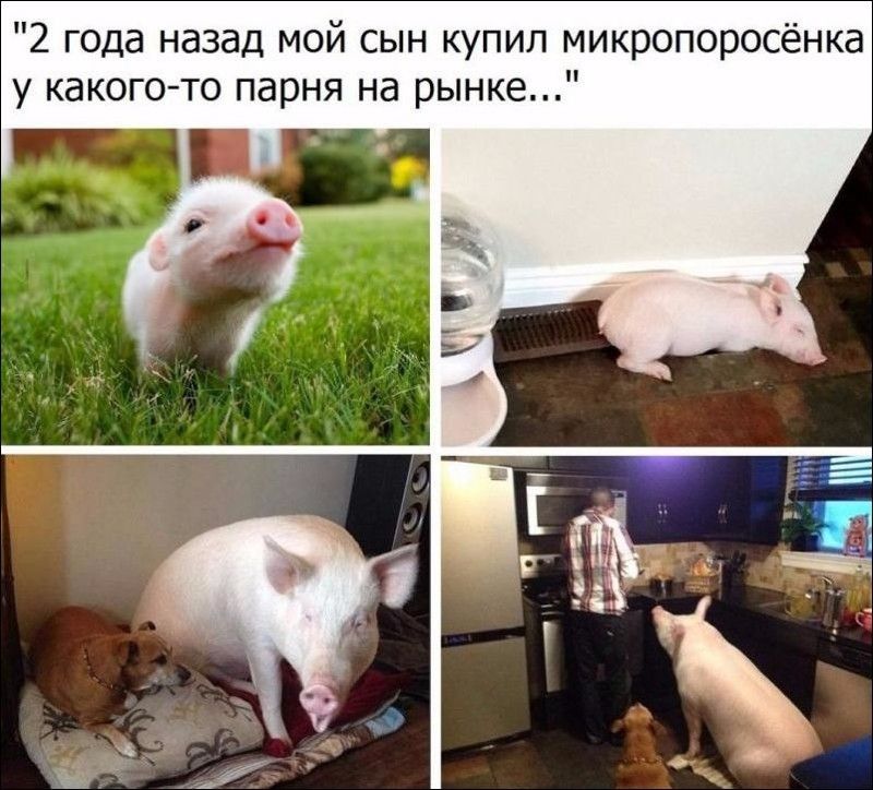 2 года назад мой сын купил микропоросёнка у какого то парня на рынке