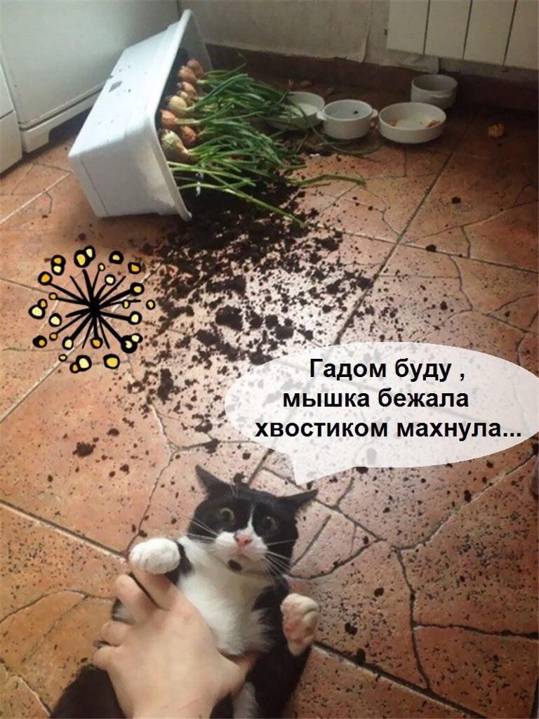 Гадом буду мышка бежала