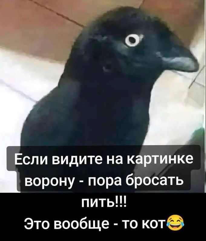 Если видите на картинке ворону - пора бросать пить!!! Это вообще - то кот😂
