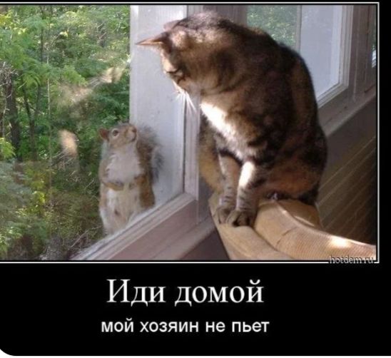 Иди домой
мой хозяин не пьет