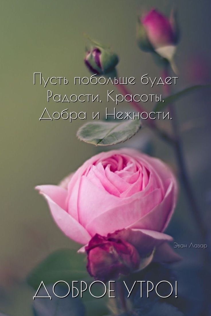 Пусть побольше будет Радости, Красоты, Добра и Нежности.
Эван Лазарь
ДОБРОЕ УТРО!