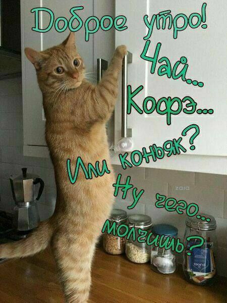 Доброе утро! Чай... Кофэ... Или коньяк? Ну зего... молчишь?