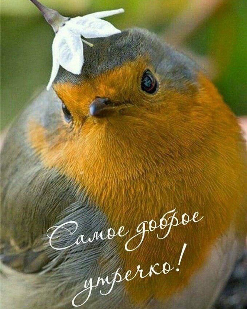 Самое доброе утречко!