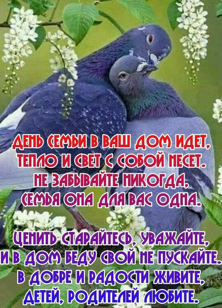 ДЕНЬ СЕМЬИ В ВАШ ДОМ ИДЕТ, ТЕПЛО И СВЕТ С СОБОЙ НЕСЕТ. НЕ ЗАБЫВАЙТЕ НИКОГДА. СЕМЬЯ ОНА ДЛЯ ВАС ОДНА. ЦЕНИТЕ СТАРАНИЯ, УВАЖАЙТЕ, И В ДОМ БЕДУ СВОЮ НЕ ПУСКАЙТЕ. В ДОБРЕ И РАДОСТИ ЖИВИТЕ, ДЕТЕЙ, РОДИТЕЛЕЙ ЛЮБИТЕ.