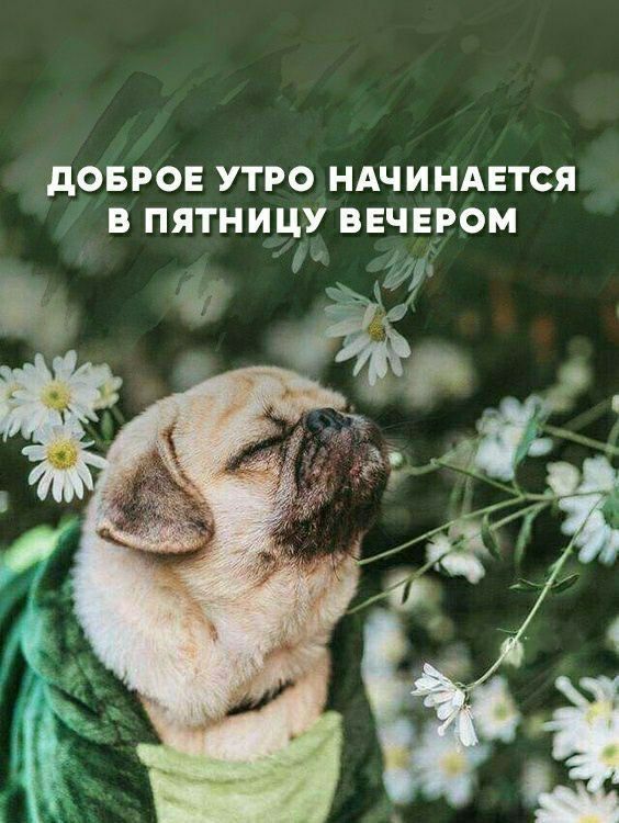 ДОБРОЕ УТРО НАЧИНАЕТСЯ В ПЯТНИЦУ ВЕЧЕРОМ