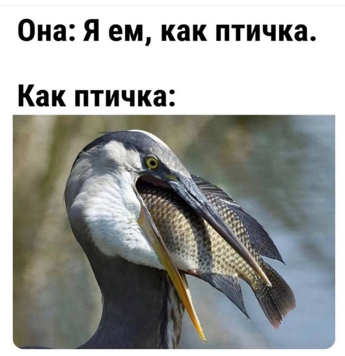 Она: Я ем, как птичка.
Как птичка: