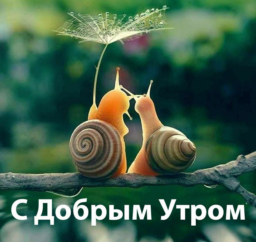 С Добрым Утром