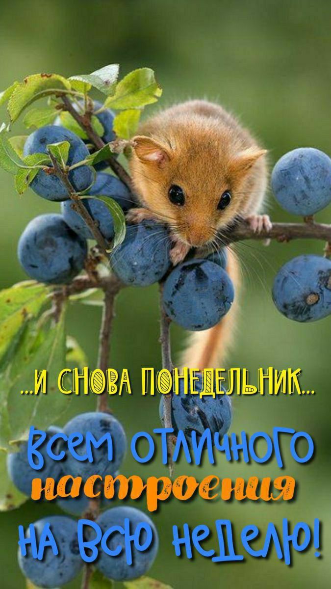 ...и снова понедельник... всем отличного настроения на всю неделю!