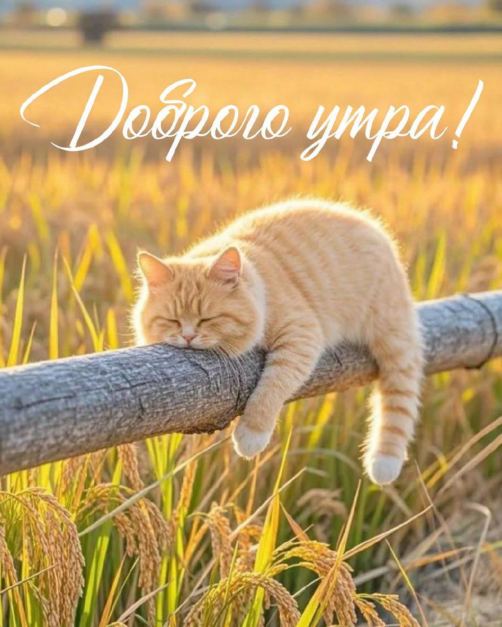 Доброе утро!