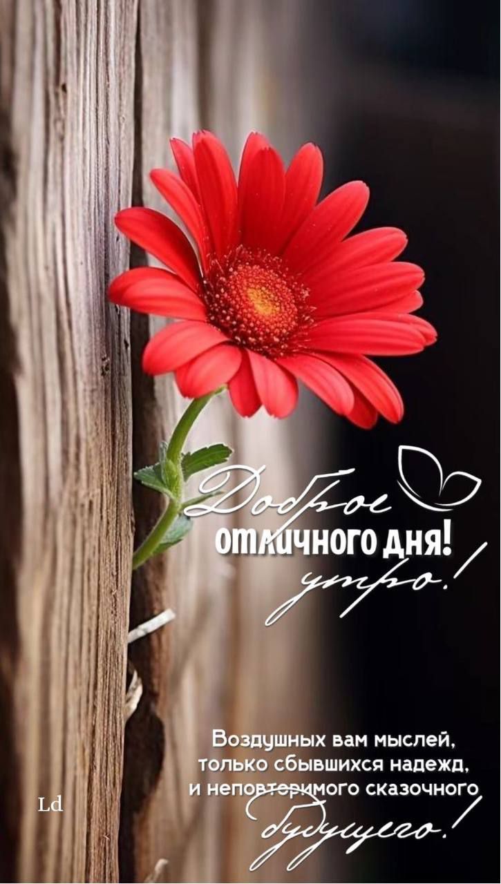 Доброе утро! Отличного дня! Воздушных вам мыслей, только сбывшихся надежд, и неповторимого сказочного будущего!