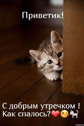 Приветик! С добрым утречком ! Как спалось?