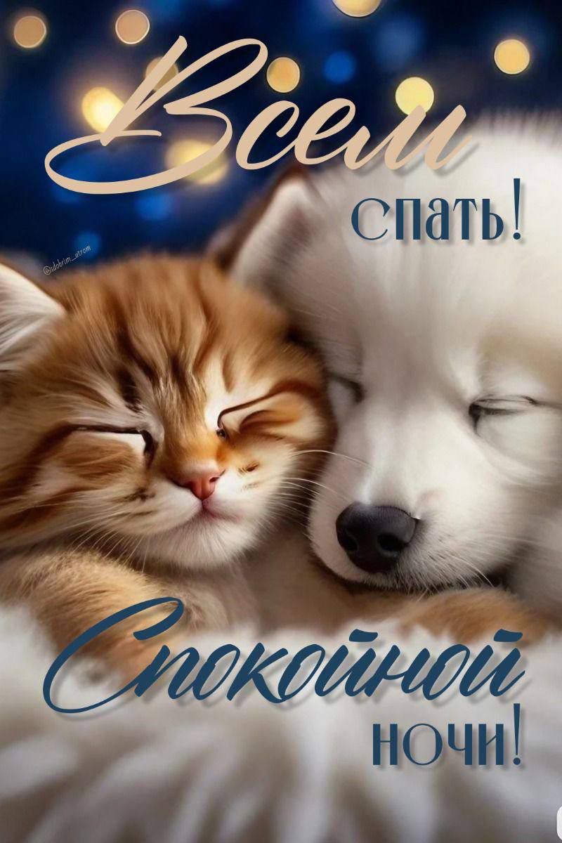 Всем спать! Спокойной ночи!