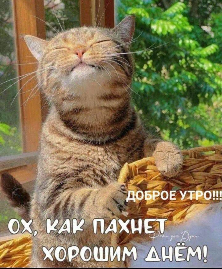 ОХ, КАК ПАХНЕТ ХОРОШИМ ДНЁМ!
ДОБРОЕ УТРО!!!!