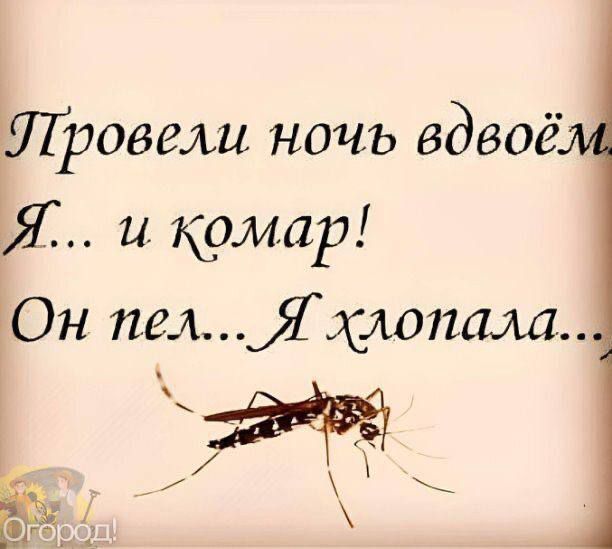Провели ночь вдвоём. Я... и комар! Он пел... Я хлопала...