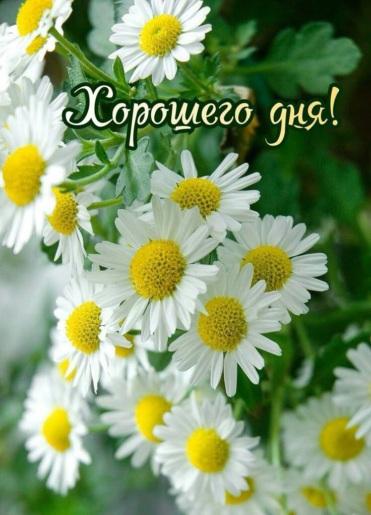 Хорошего дня!