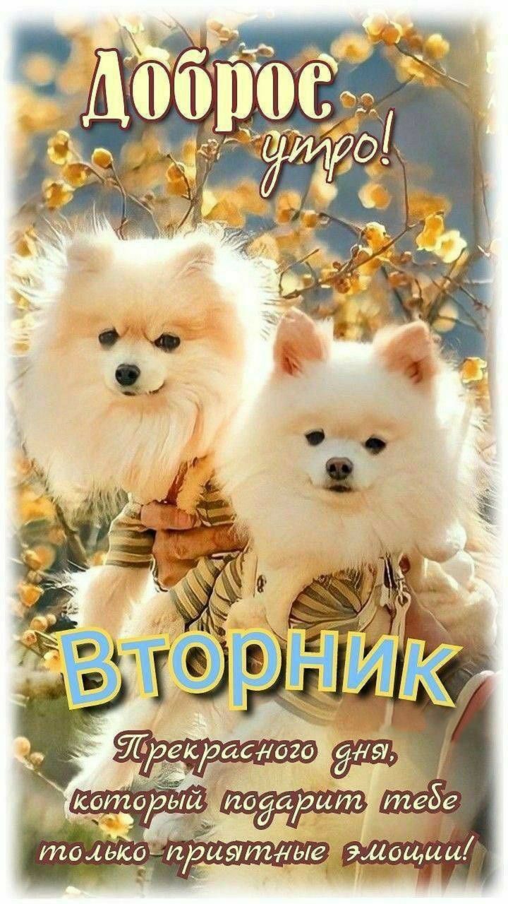 Доброе утро! ВТОРНИК Прекрасного дня, который подарит тебе только приятные эмоции!