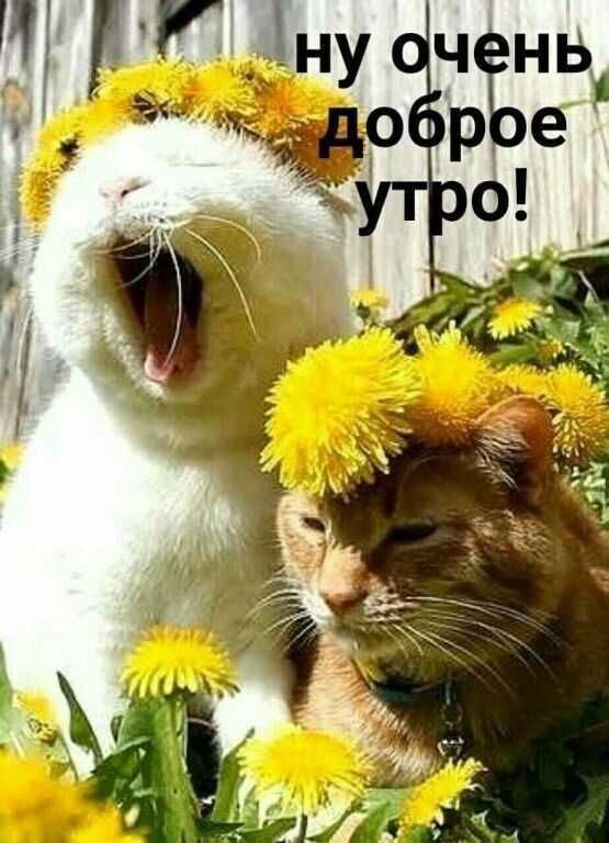 ну очень доброе утро!