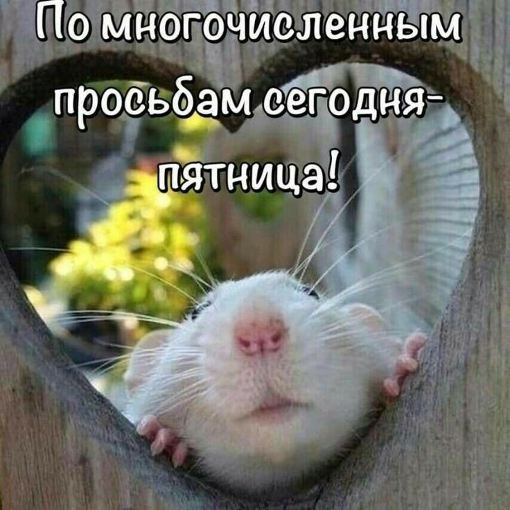 По многочисленным просьбам сегодня - пятница!