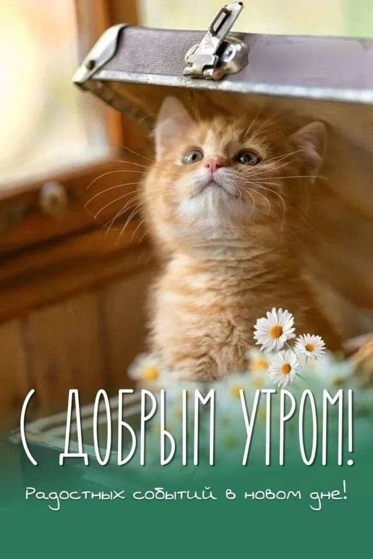 С ДОБРЫМ УТРОМ! Радостных событий в новом дне!
