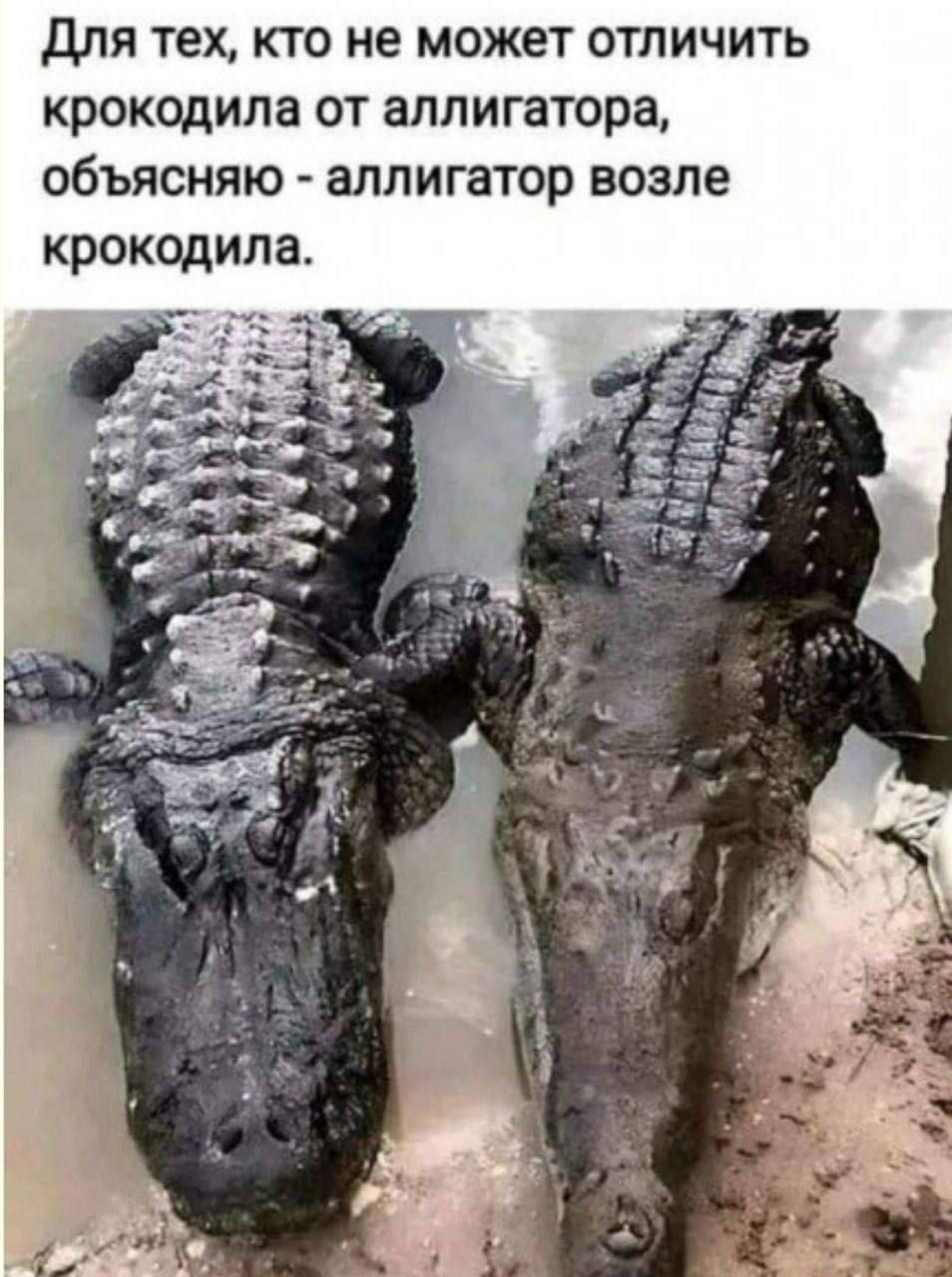 Для тех, кто не может отличить крокодила от аллигатора, объясняю - аллигатор возле крокодила.