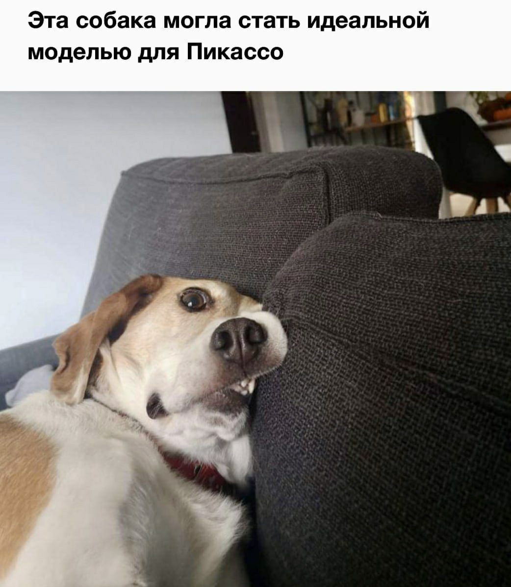 Эта собака могла стать идеальной моделью для Пикассо.