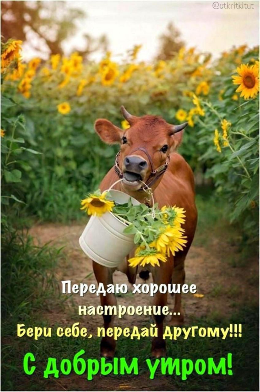 Передаю хорошее настроение... Берите себе, передайте другому!!! С добрым утром!