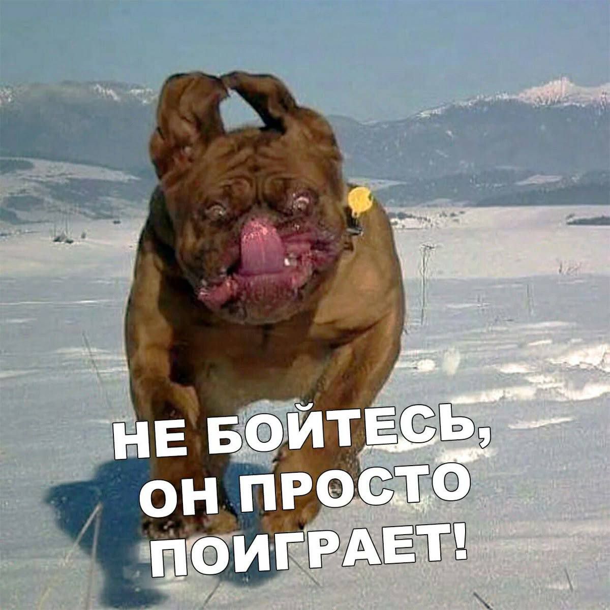 НЕ БОЙТЕСЬ, ОН ПРОСТО ПОИГРАЕТ!