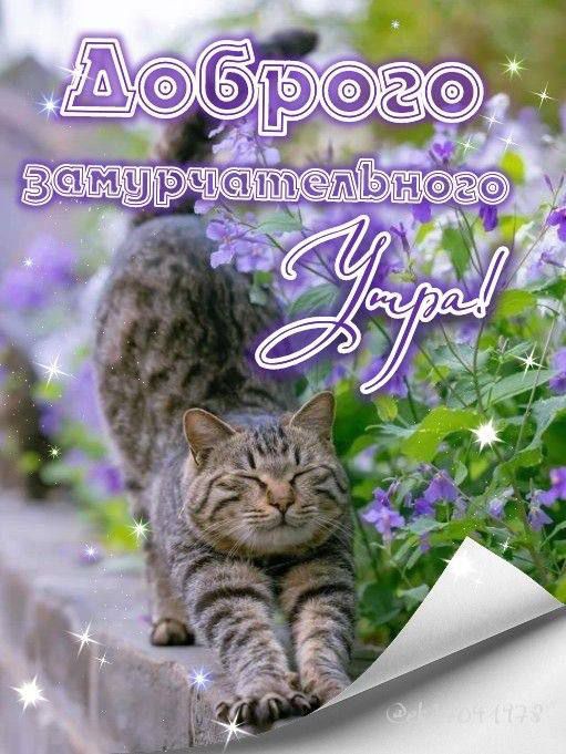 Доброого замурчательного Утра!