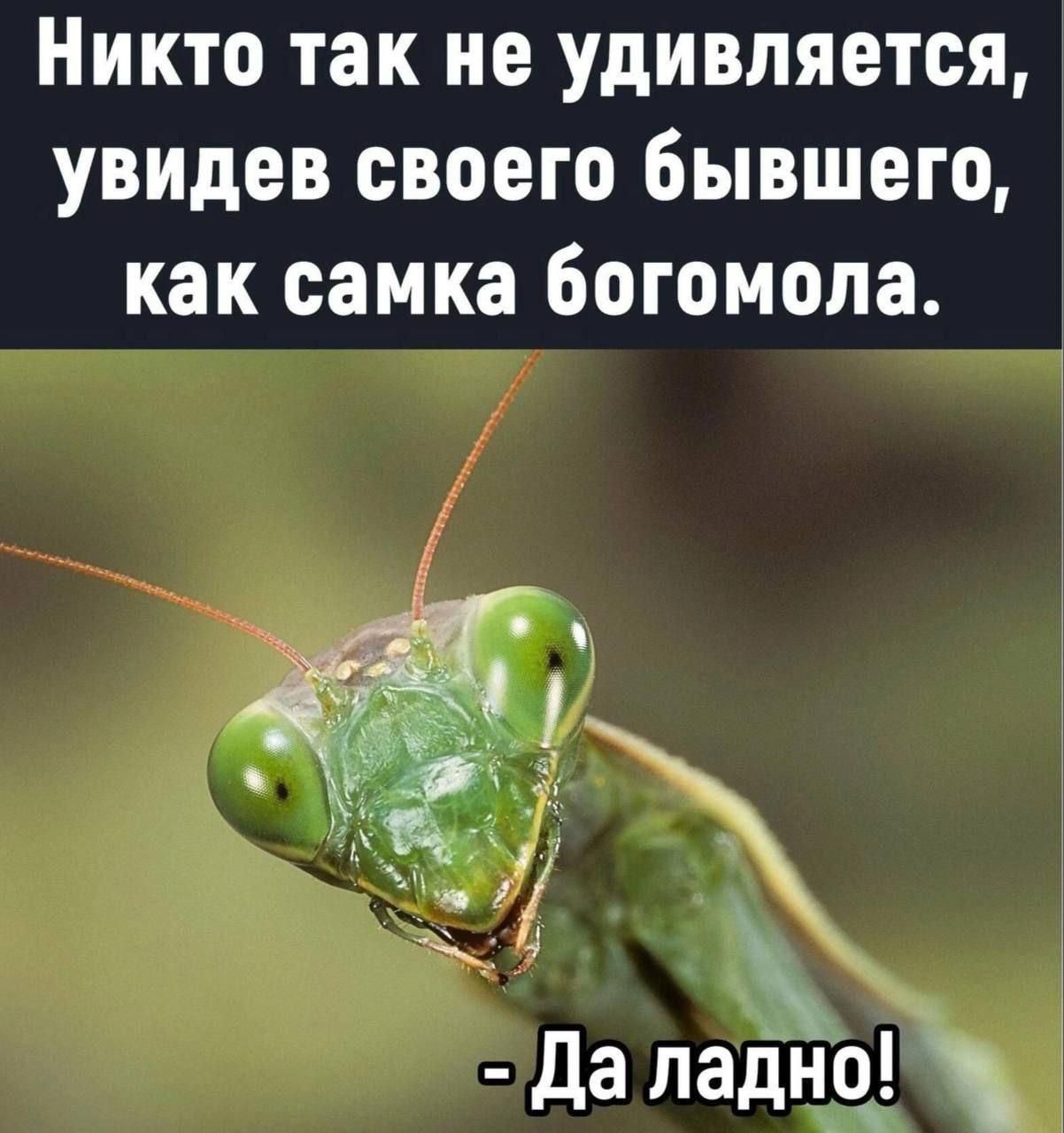 Никто так не удивляется, увидев своего бывшего, как самка богомола.
- Да ладно!