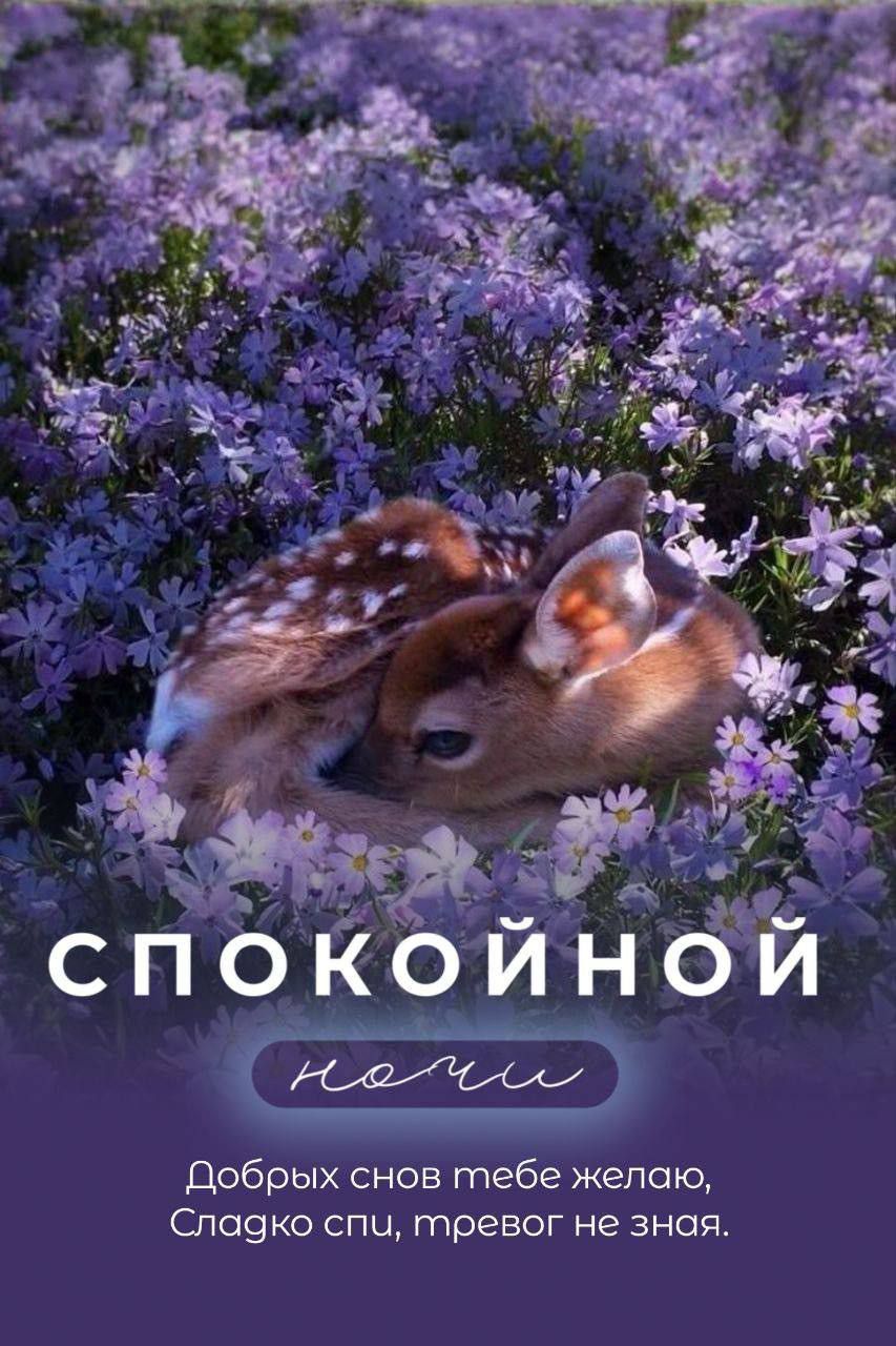 Добрых снов тебе желаю, Сладко спи, тревог не зная.