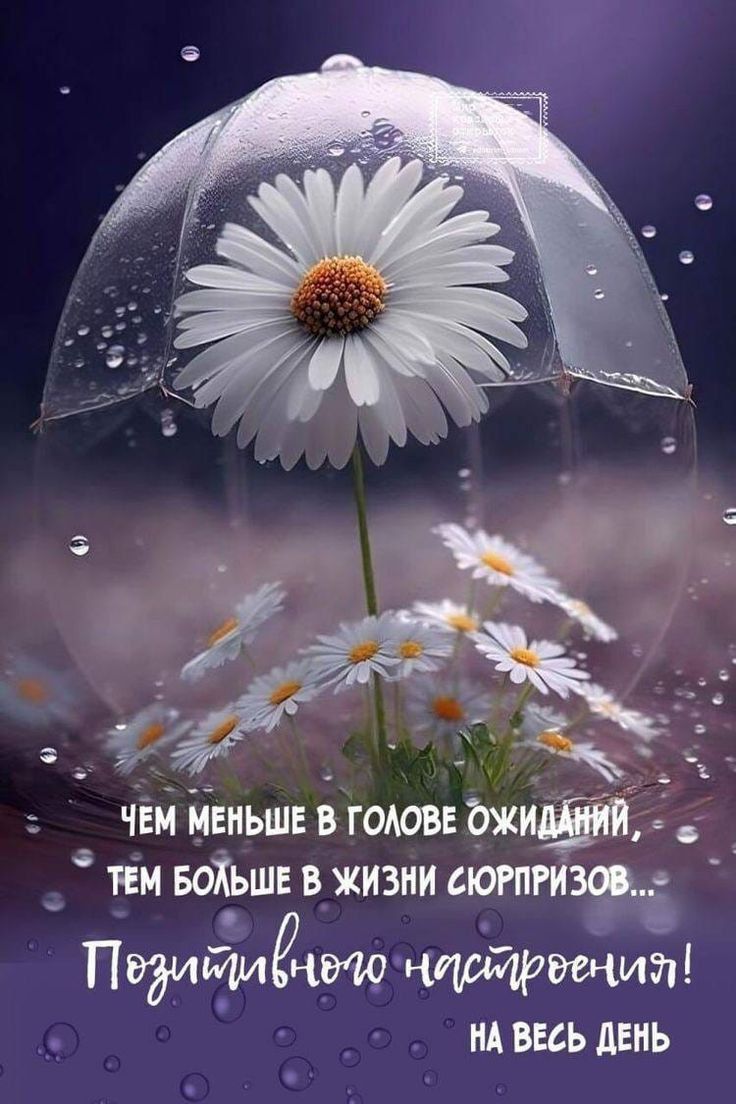 Чем меньше в голове ожиданий, тем больше в жизни сюрпризов... Позитивного настроения! на весь день