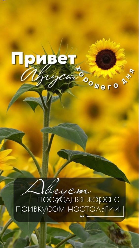 Привет
Август
хорошего дня
Август
последняя жара с привкусом ностальгии
