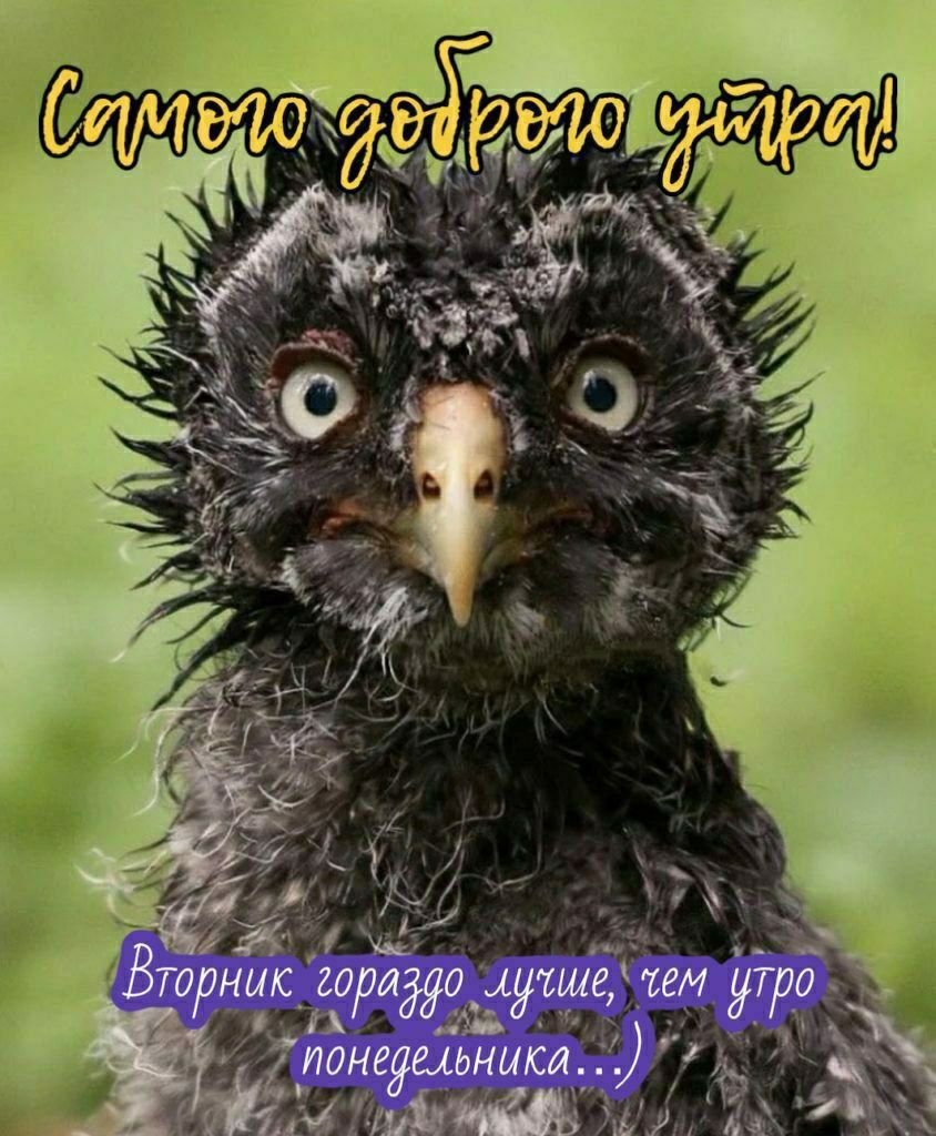 Смого доброго утра! Вторник гораздо лучше, чем утро понедельника...)