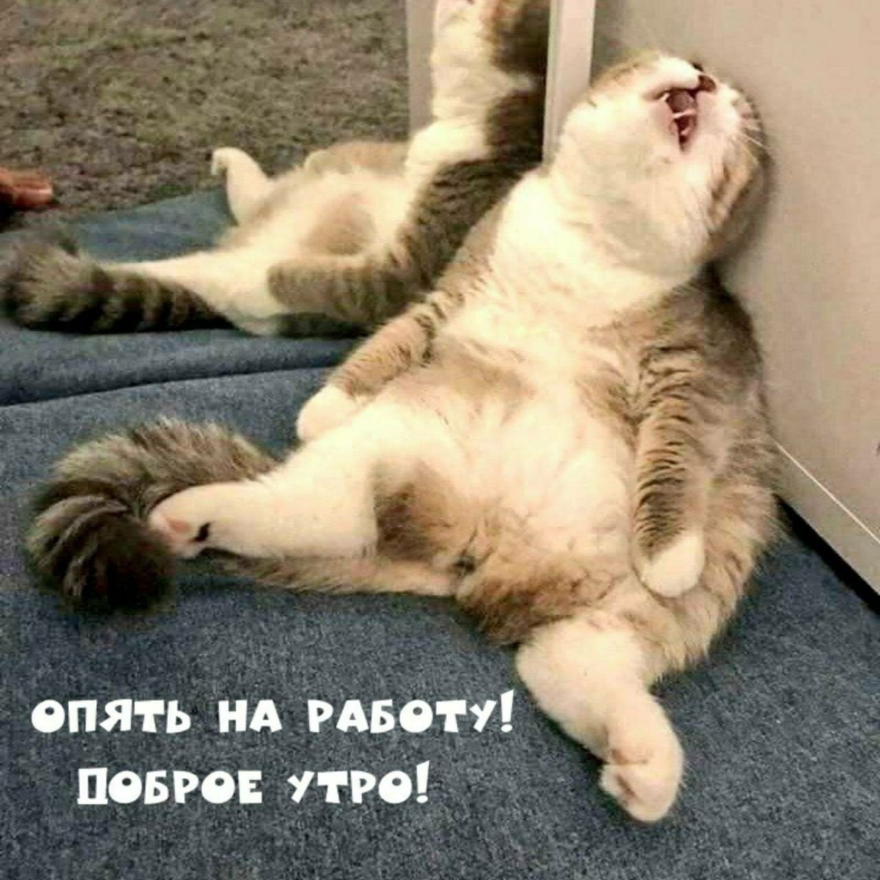 ОПЯТЬ НА РАБОТУ! ДОБРОЕ УТРО!