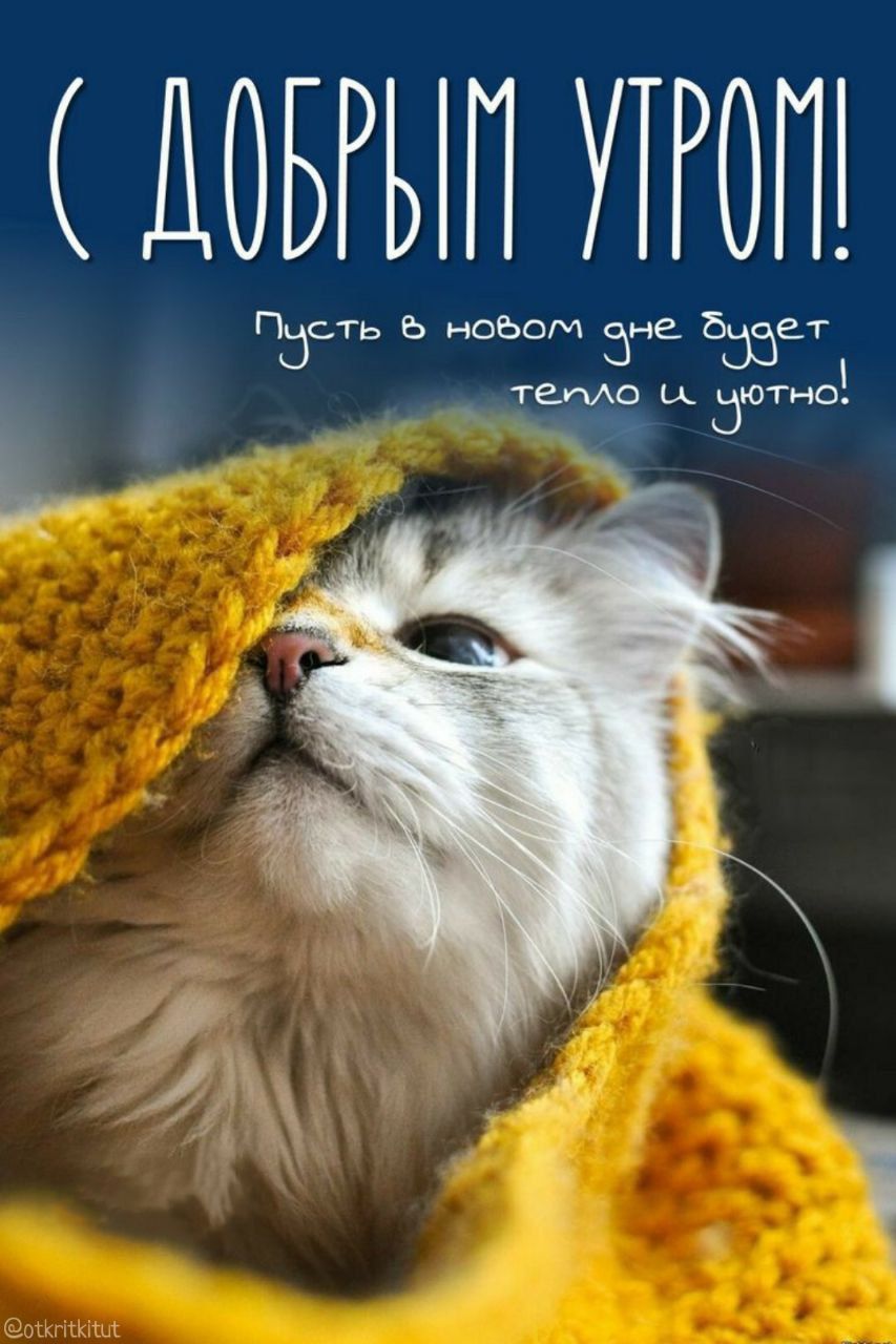 С ДОБРЫМ УТРОМ! Пусть в новом дне будет тепло и уютно!