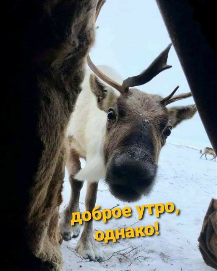 доброе утро, однако!
