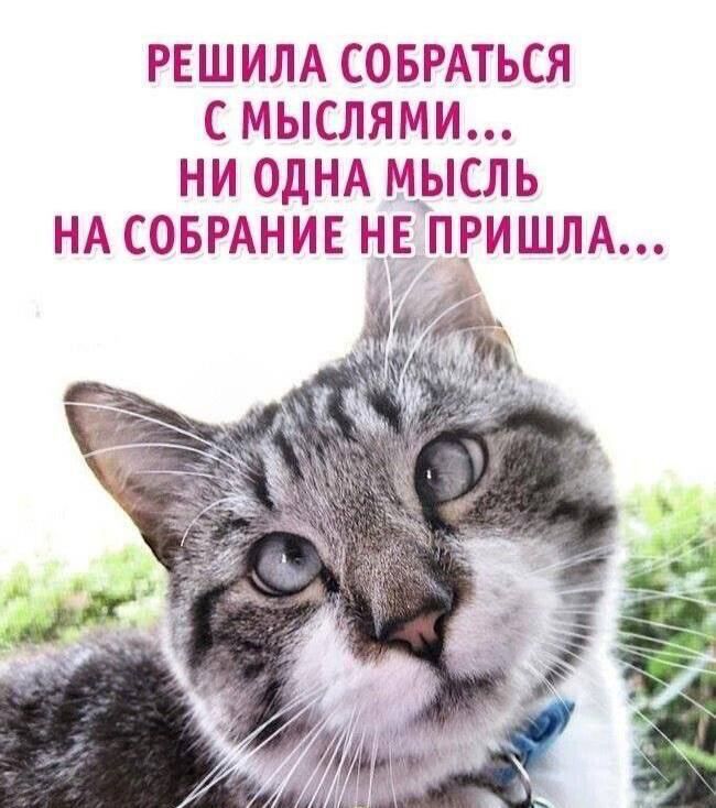 РЕШИЛА СОБРАТЬСЯ С МЫСЛАМИ... НИ ОДНА МЫСЛЬ НА СОБРАНИЕ НЕ ПРИШЛА...