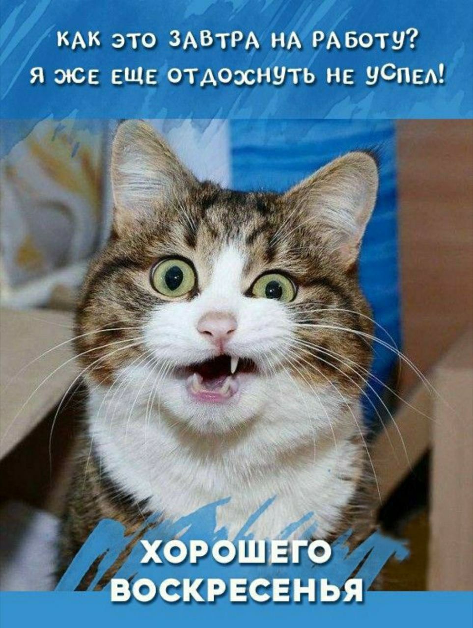 Как это завтра на работу? Я же еще отдохнуть не успел!\nХОРОШЕГО ВОСКРЕСЕНЬЯ