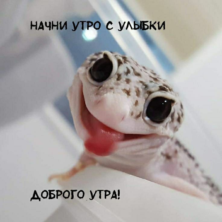 НАЧНИ УТРО С УЛЫБКИ
ДОБРОГО УТРА!
