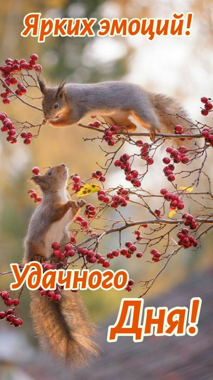 Ярких эмоций! Удачного дня!