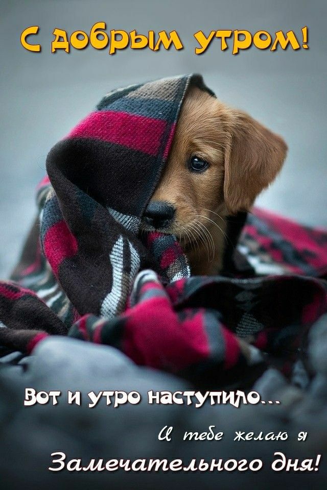 С добрым утром! Вот и утро наступило... И тебе желаю я Замечательного дня!